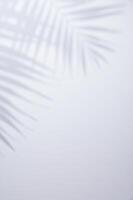 White background with shadow of palm leafs photo
