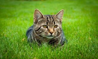 Tabby Cat Resting on Green Grass with Focused Expression photo