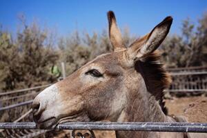 Close-Up of Donkey at Farm with Blue Sky Background outdoors. photo
