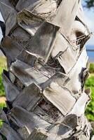 Close-Up of a Palm Tree Trunk with Unique Textures and Natural Details photo