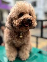cute and fluffy healthy brown poodle dog pictured outdoors with a loving and joyful expression photo