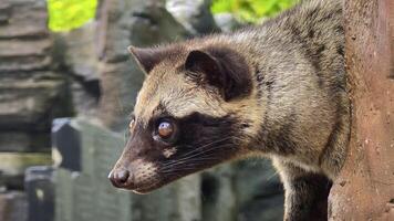 Close-Up of an Asian Palm Civet Perched on a Tree Trunk photo