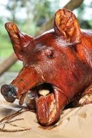 a pig with its mouth open on a table photo