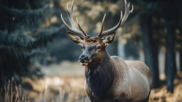 Deer is standing in a field with its head up and antlers on. The image has a peaceful and serene mood, as the deer is in its natural habitat photo