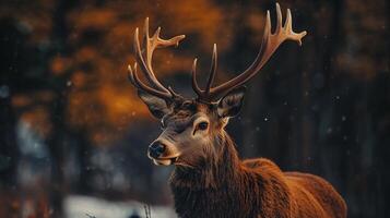 Deer with antlers is standing in the snow. The image has a peaceful and serene mood, as the deer is alone and surrounded by nature photo