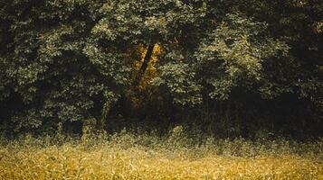 Tree with leaves is in the foreground of a field. The field is mostly empty, with only a few trees scattered throughout. Scene is peaceful and serene, with the trees providing a sense of calm photo