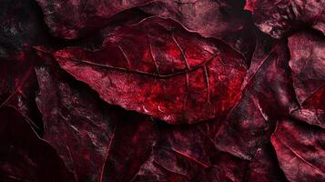 Close-up of a leafy red background with a leafy red foreground. The background is a mix of red and brown colors, creating a warm and inviting atmosphere. The foreground is filled with various leaves photo