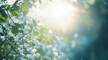 Tree with many leaves and a bright sun shining on it. The sun is casting a shadow on the tree photo