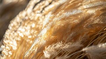 Field of tall, dry grass with a golden hue. The grass is scattered throughout the scene, with some areas appearing more dense than others photo