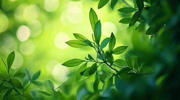 Leafy green tree with a bright green background. The leaves are full and lush, and the sunlight is shining through the branches, creating a peaceful and serene atmosphere photo