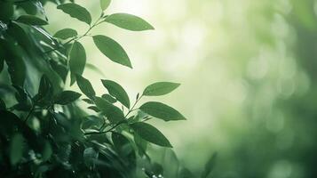 Lush green tree with wet leaves is standing tall in a forest. The leaves are glistening with raindrops, giving the tree a fresh and vibrant appearance. The forest is filled with other trees photo