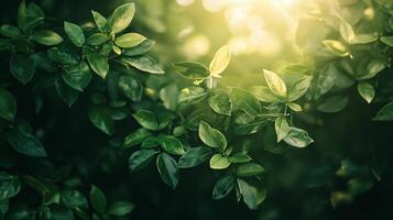 Lush green tree with leaves that are full and vibrant. The sunlight is shining through the leaves, creating a beautiful and serene atmosphere photo