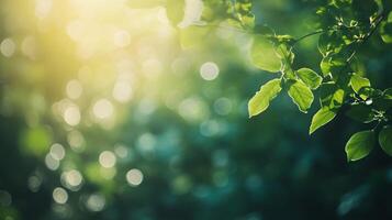 Leafy green tree with a bright sun shining on it. The sun's rays create a beautiful, blurry effect around the leaves photo