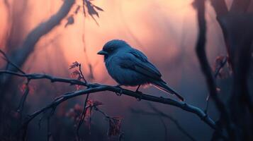Small bird is perched on a branch in a forest. The bird is looking to its left. The sky is orange and the sun is setting photo