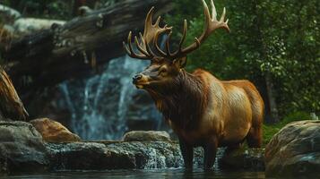 Deer stands in a stream, looking at the camera. Concept of calm and serenity, as the deer appears to be enjoying the peaceful surroundings photo