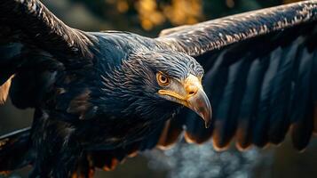 Large black eagle with yellow eyes is flying in the air. The bird has a fierce look on its face, and its wingspan is impressive. Concept of power and freedom photo