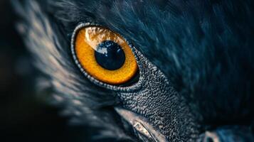 Close up of a bird's eye with a yellow iris. The eye is surrounded by black feathers and the bird's head is black photo