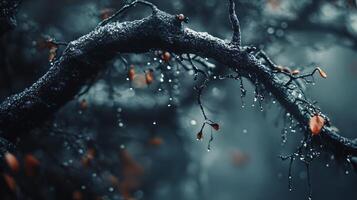 Branch with leaves and droplets of water on it. Scene is serene and tranquil, as the droplets of water create a sense of stillness and calmness photo