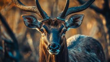 Deer with a black face and brown antlers stands in a forest. The deer's face is wet, and it is looking at the camera photo
