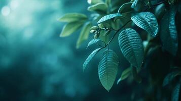 Leafy green tree branch with raindrops on it. The image has a calming and peaceful mood photo