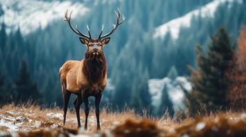 Deer stands in a snowy field with its antlers raised. Concept of tranquility and natural beauty, as the deer is surrounded by trees and snow. The scene evokes a feeling of peace photo