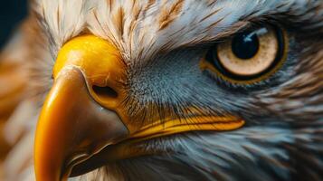 Close up of an eagle's face with a yellow beak. Concept of power and strength, as the eagle's piercing gaze seems to be looking directly at the viewer photo