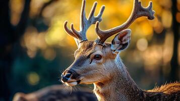 Deer with large antlers stands in a forest. The deer is looking straight ahead, with its head held high. Concept of strength and power photo