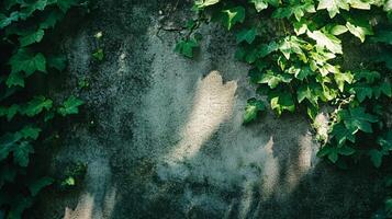Wall covered in green ivy leaves. The leaves are in the shade of the wall, creating a cool and calming atmosphere photo