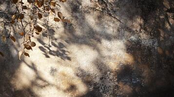 Tree casts a shadow on a wall. The shadow is large and dark, and the tree is bare photo