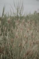 A field of tall grass with a cloudy sky photo