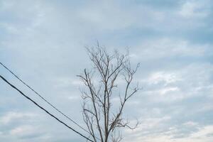 A tree is standing in front of a power line photo