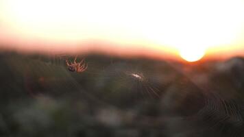 A spider crawls along its web in the rays of the setting sun video
