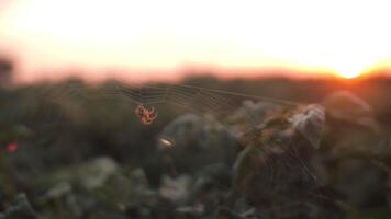 A spider crawls along its web in the rays of the setting sun video