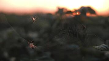 A spider crawls along its web in the rays of the setting sun video