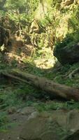 A lush green forest filled with lots of trees video