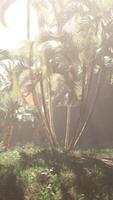 A bunch of palm trees in a grassy area video