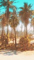 une serein plage scène avec une grappe de paume des arbres balancement dans le doux brise video