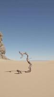 A lone tree in the middle of a desert video