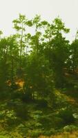 A serene landscape with trees and grass on a hill video