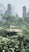 A forest filled with lots of trees and rocks video