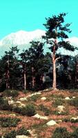 landschap met bomen Aan een heuvel en een majestueus berg in de achtergrond video
