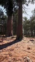 A dense forest with towering trees video
