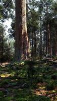 A dense and majestic forest with towering trees video