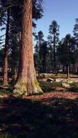 A dense forest with tall trees video