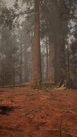 A lush and vibrant forest with towering trees reaching towards the sky video