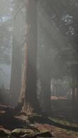 A dense and majestic forest with towering trees video