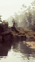 A stream running through a forest filled with trees video