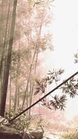 A serene bamboo grove enveloped in a mystical fog video