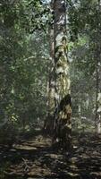 A dense and majestic birch forest with towering trees reaching towards the sky video