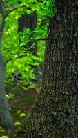 A bear standing in the grass near a tree video